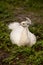 White Resting male Indian peafowl Pavo cristatus