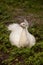 White Resting male Indian peafowl Pavo cristatus