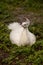 White Resting male Indian peafowl Pavo cristatus