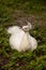 White Resting male Indian peafowl Pavo cristatus