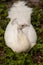 White Resting male Indian peafowl Pavo cristatus