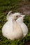 White Resting male Indian peafowl Pavo cristatus