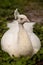 White Resting male Indian peafowl Pavo cristatus