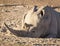 White Rhino Africa