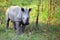 White rhino baby, Kruger National Park, South African Republic