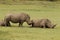 White Rhino at Boteilierskop Reserve