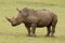 A White Rhino at Boteilierskop Reserve