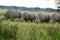 White rhino,Botswana