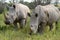 White rhino,Botswana