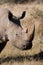 White rhino bull