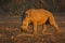 White rhino calf