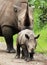 White Rhino Calf