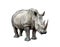 White rhino Ceratotherium simum,  realistic drawing