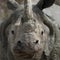 White Rhino close-up