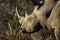 White rhino close up with large horns eating grass in Kruger Park in South Africa