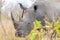 White Rhino close up and portrait with details of the horns, the cause of poaching and threaten. Big Five Safari in the Kruger Nat