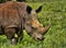 White Rhino closeup