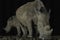 White rhino cow and calf at Tamboti night hide