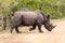 White Rhino crossing the road