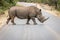 White Rhino crossing the road in the Kruger National Park, South