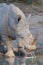 White rhino drinking in Kruger National Park