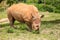 White Rhino Eating Alone in the Grass