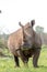 White rhino eating grass kruger