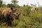 White Rhino in Eswatini Swaziland