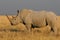 White rhino, etosha nationalpark, namibia