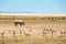 White Rhino on the Etosha plains with springbok and Wildebeest