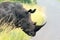 A White rhino exits a grassy patch in a South African game reserve