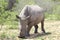 White Rhino facing foward