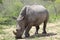 White Rhino facing foward