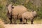 White rhino family