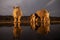 White rhino family drinking from a pond in the evening