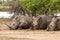 White Rhino family sleeping under a tree