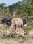 White rhino family Zambia safari Africa nature wildlife