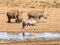 White Rhino and Gemsbok