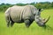 a white rhino grazing in a green field