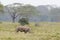 White Rhino grazing at lake Nakuru