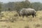 White rhino grazing in Lake nakuru nation park Kenya