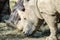 White rhino and hippo while eating together