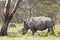 White Rhino in Kenya