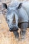 White Rhino, Kruger NP