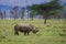 White Rhino in Lake Nakuru national park