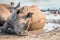 White rhino laying in the mud