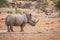 White rhino with lots of Red-billed oxpeckers on his back.