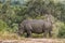 White rhino marking its territory