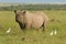 White rhino in Masai mara Kenya