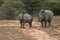 White rhino mom and calf